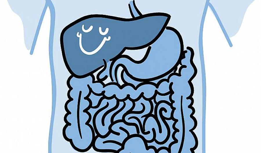 Caricatura de un hígado sonriente junto al estómago y los intestinos en el cuerpo.