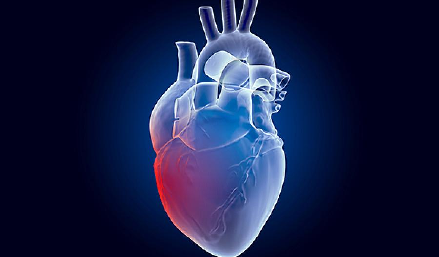 Una foto de un dibujo del corazón humano